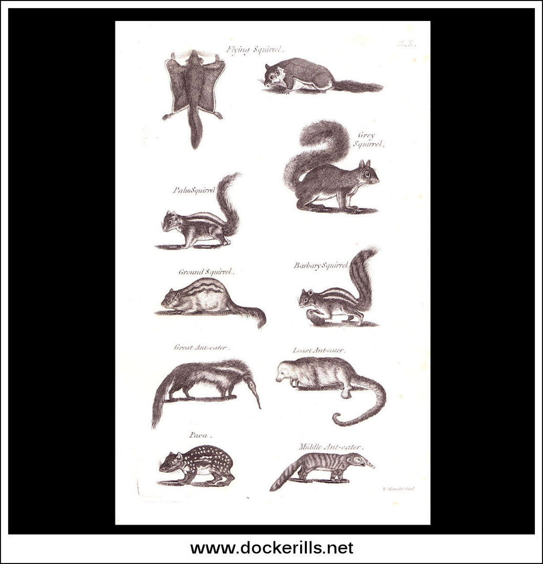 Squirrel, Flying Squirrel etc. Copper Plate Engraving. W. Dassauville c. 1800. PL. X.