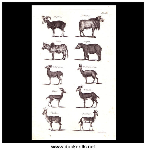 Gazelle, Tapir, Goat etc. Copper Plate Engraving. W. Dassauville c. 1800. PL. XIII.