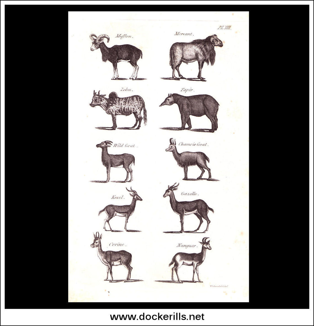 Gazelle, Tapir, Goat etc. Copper Plate Engraving. W. Dassauville c. 1800. PL. XIII.