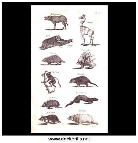 Giraffe, Sloth, Porcupine etc. Copper Plate Engraving. W. Dassauville c. 1800. PL. XIV.