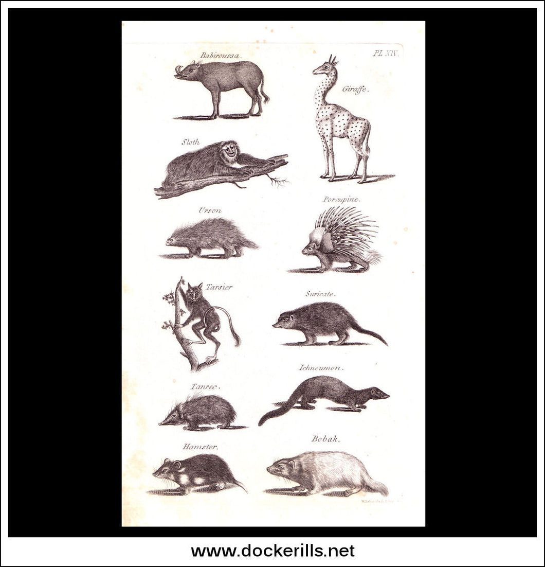 Giraffe, Sloth, Porcupine etc. Copper Plate Engraving. W. Dassauville c. 1800. PL. XIV.