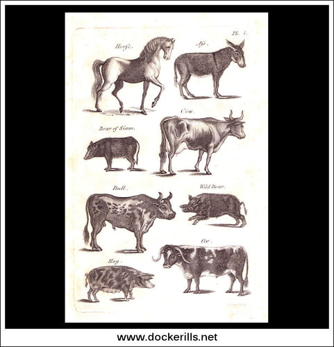 Horse, Ass Cow etc. Copper Plate Engraving. W. Dassauville c. 1800. PL. I.
