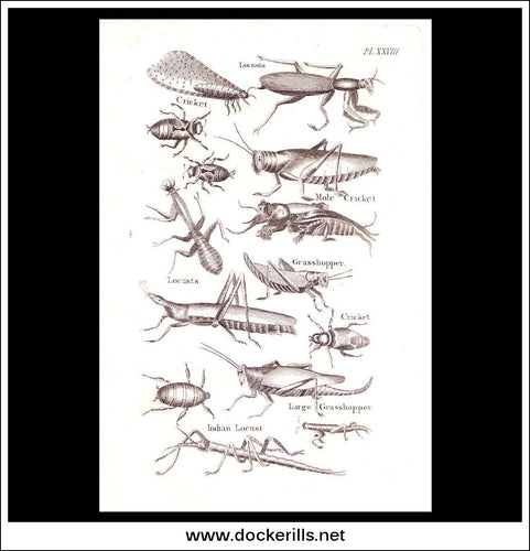 Insects. Copper Plate Engraving. W. Dassauville c. 1800. PL. XXVII.