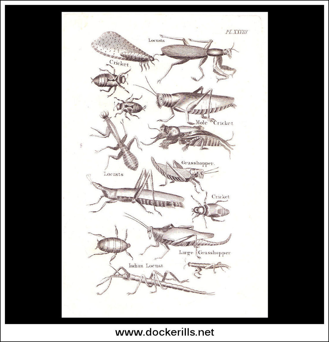 Insects. Copper Plate Engraving. W. Dassauville c. 1800. PL. XXVII.