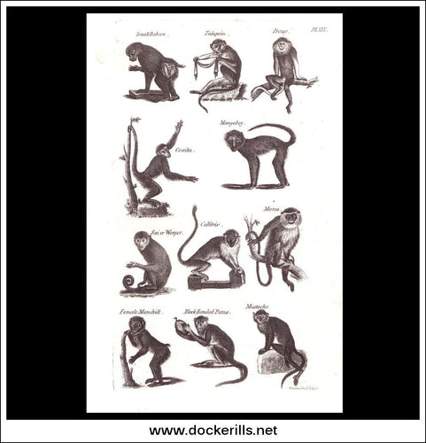 Monkeys, Baboons etc. Copper Plate Engraving. W. Dassauville c. 1800. PL. XIX.