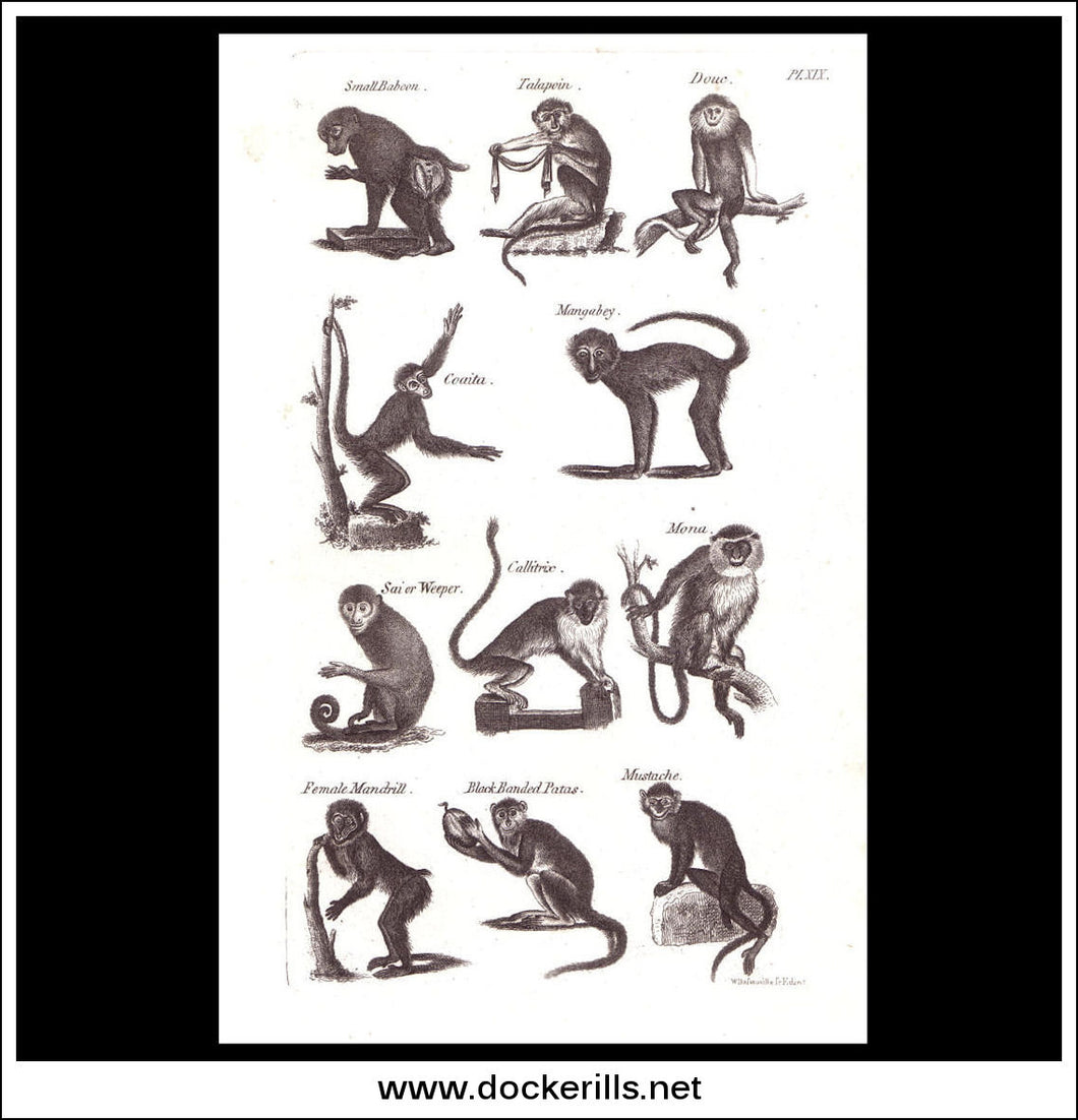 Monkeys, Baboons etc. Copper Plate Engraving. W. Dassauville c. 1800. PL. XIX.