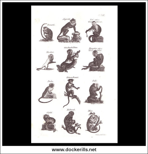 Monkeys, Copper Plate Engraving. W. Dassauville c. 1800. PL. XVIII.
