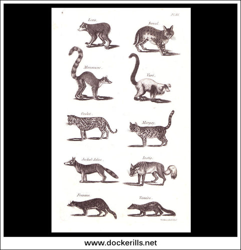 Ocelot, Jackal etc. Copper Plate Engraving. W. Dassauville c. 1800. PL. XV.