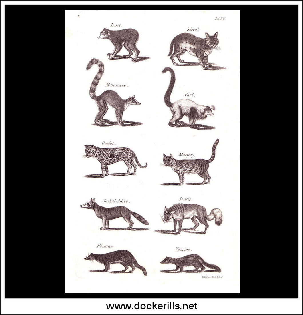 Ocelot, Jackal etc. Copper Plate Engraving. W. Dassauville c. 1800. PL. XV.
