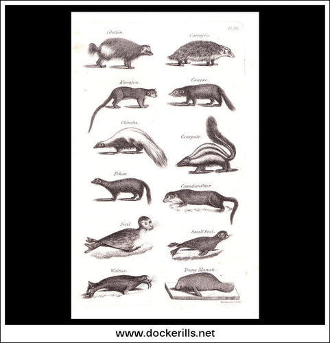 Otter, Walrus, Seal etc. Copper Plate Engraving. W. Dassauville c. 1800. PL. XVI.