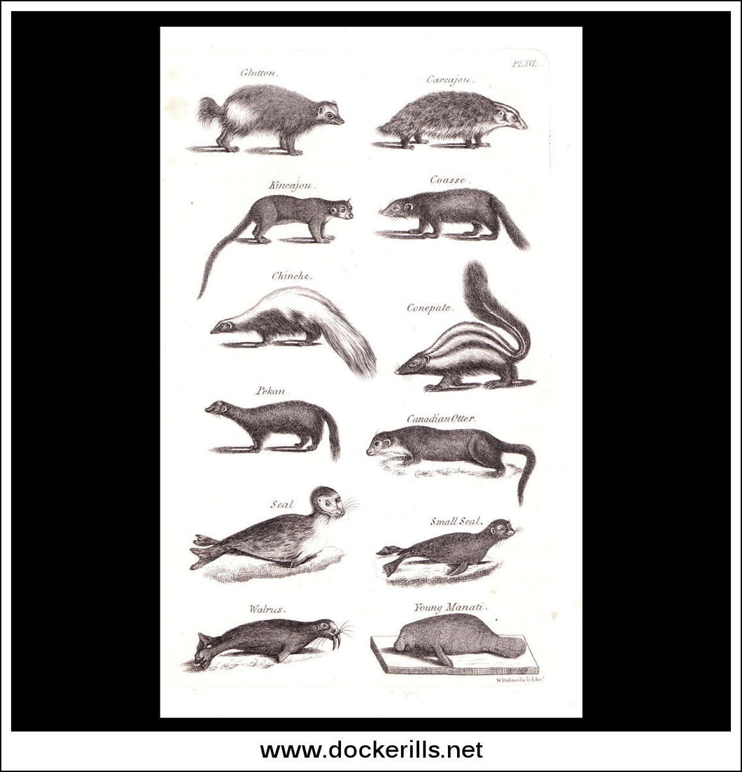 Otter, Walrus, Seal etc. Copper Plate Engraving. W. Dassauville c. 1800. PL. XVI.