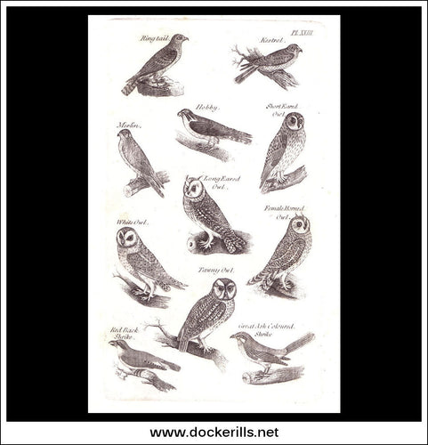 Birds Of Prey, Owls. Copper Plate Engraving. W. Dassauville c. 1800. PL. XXIII.