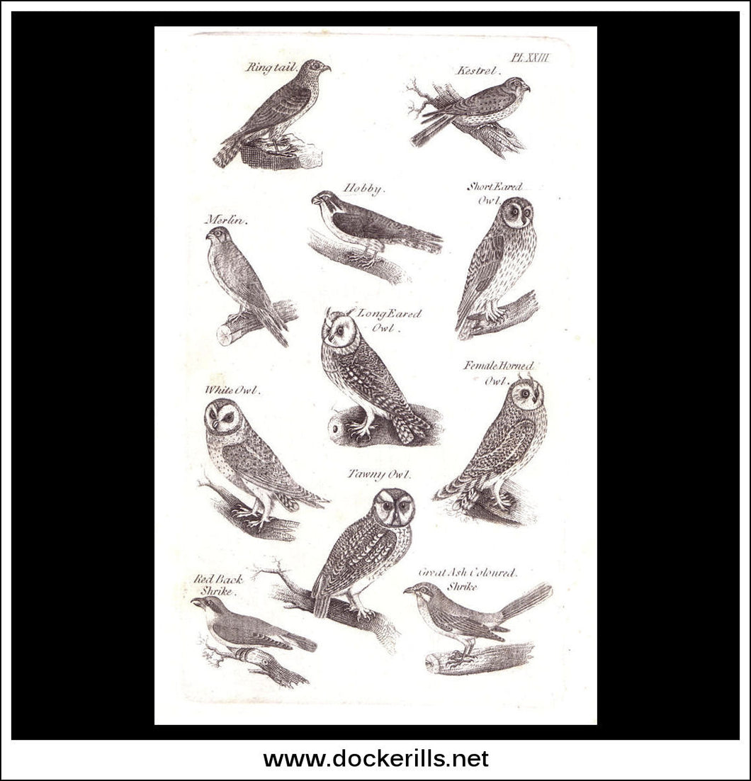 Birds Of Prey, Owls. Copper Plate Engraving. W. Dassauville c. 1800. PL. XXIII.