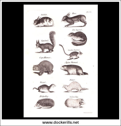 Rabbits, Hares, Squirrels etc. Copper Plate Engraving. W. Dassauville c. 1800. PL. VI.