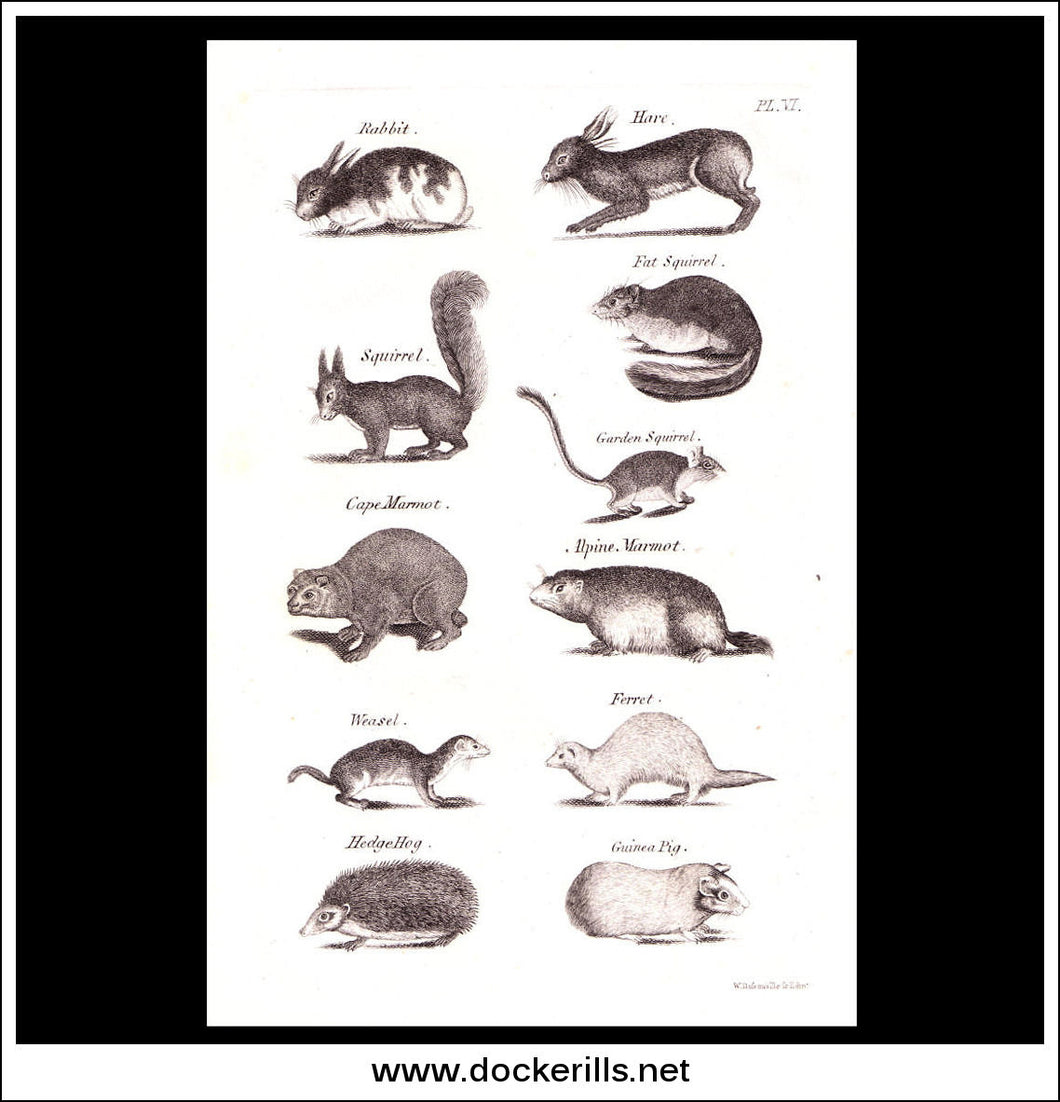 Rabbits, Hares, Squirrels etc. Copper Plate Engraving. W. Dassauville c. 1800. PL. VI.