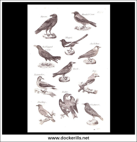 Birds - Raven, Crow, Magpie etc. Copper Plate Engraving. W. Dassauville c. 1800. PL. XXII.