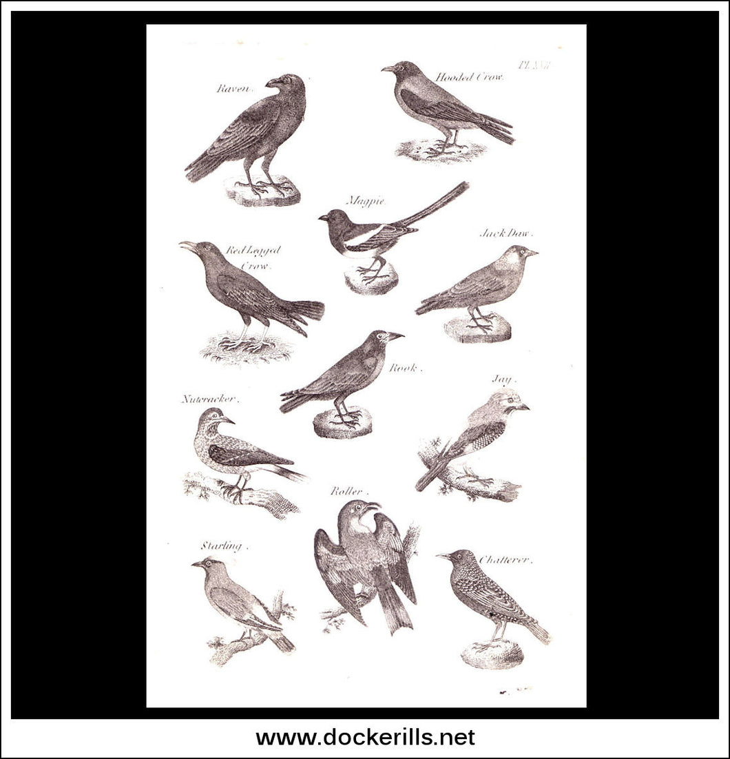 Birds - Raven, Crow, Magpie etc. Copper Plate Engraving. W. Dassauville c. 1800. PL. XXII.