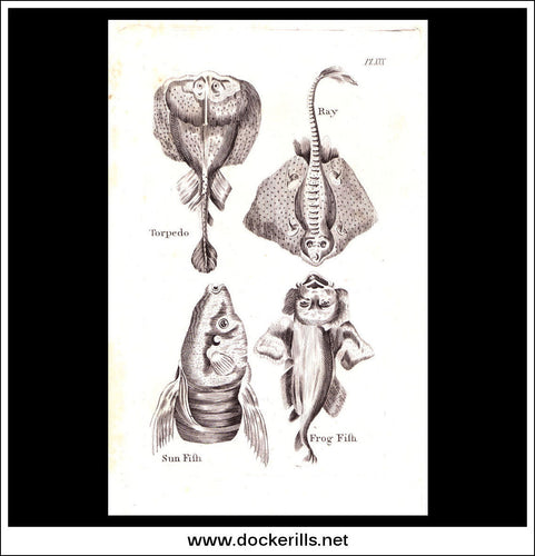 Ray, Sun Fish, Frog Fish etc. Copper Plate Engraving. W. Dassauville c. 1800. PL. XXX.
