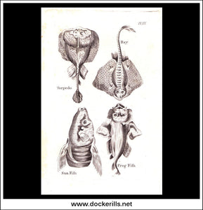 Ray, Sun Fish, Frog Fish etc. Copper Plate Engraving. W. Dassauville c. 1800. PL. XXX.