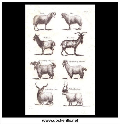 Sheep, Goats etc. Copper Plate Engraving. W. Dassauville c. 1800. PL. II.