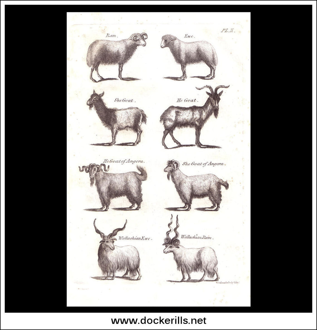 Sheep, Goats etc. Copper Plate Engraving. W. Dassauville c. 1800. PL. II.