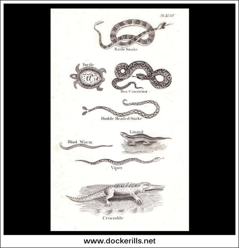 Rattle Snake, Crocodile, Lizard etc. Copper Plate Engraving. W. Dassauville c. 1800. PL. XXXIV.