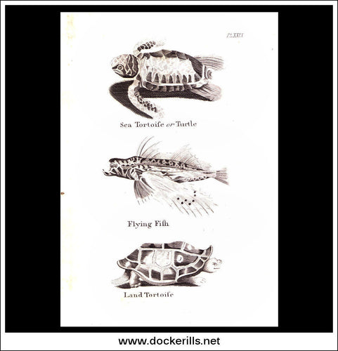Tortoise, Flying Fish etc. Copper Plate Engraving. W. Dassauville c. 1800. PL. XXIX.
