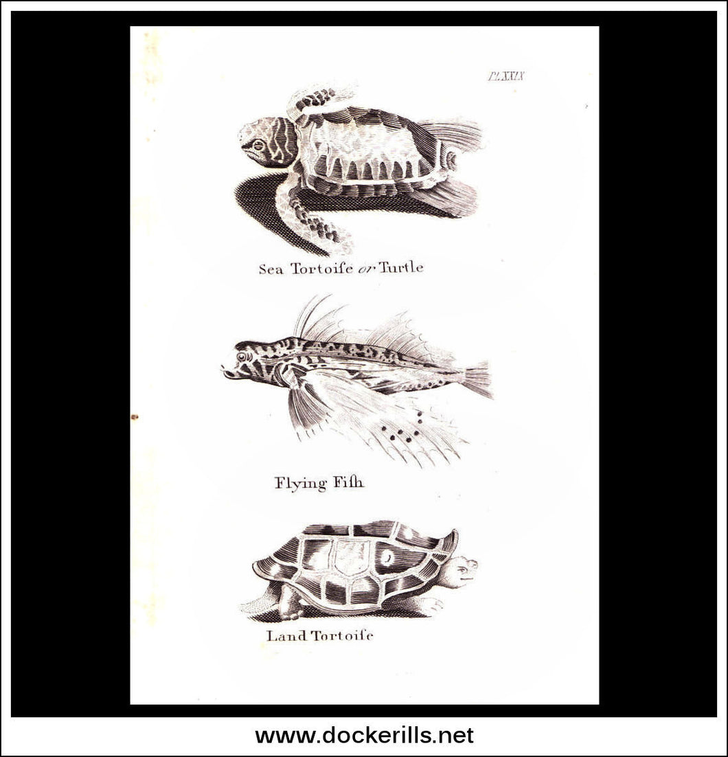 Tortoise, Flying Fish etc. Copper Plate Engraving. W. Dassauville c. 1800. PL. XXIX.