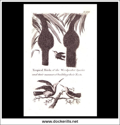 Tropical Birds Of The Woodpecker Species. Copper Plate Engraving. W. Dassauville c. 1800. PL. XXVII.