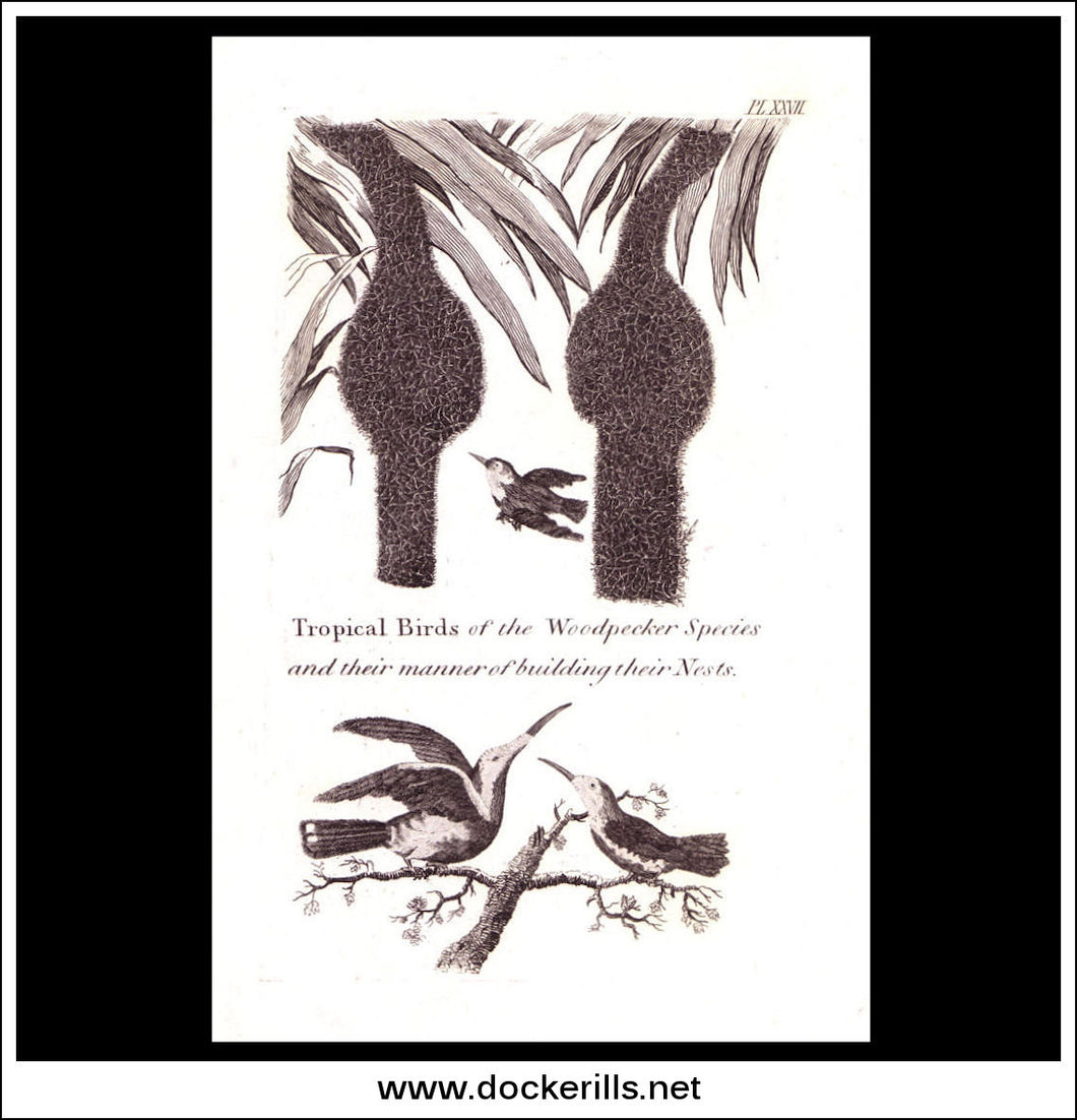 Tropical Birds Of The Woodpecker Species. Copper Plate Engraving. W. Dassauville c. 1800. PL. XXVII.