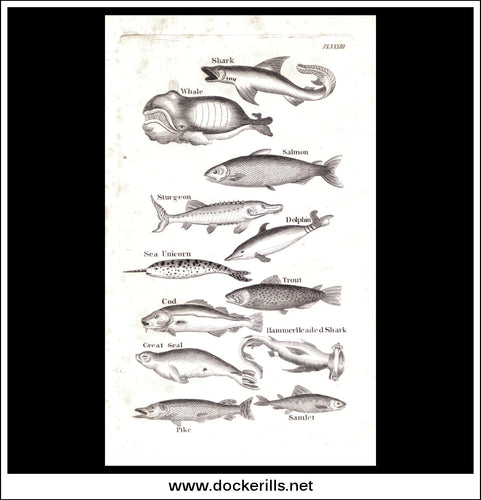 Whale, Shark, Dolphin etc. Copper Plate Engraving. W. Dassauville c. 1800. PL. XXXIII.
