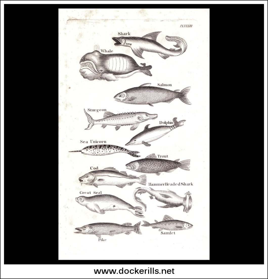 Whale, Shark, Dolphin etc. Copper Plate Engraving. W. Dassauville c. 1800. PL. XXXIII.