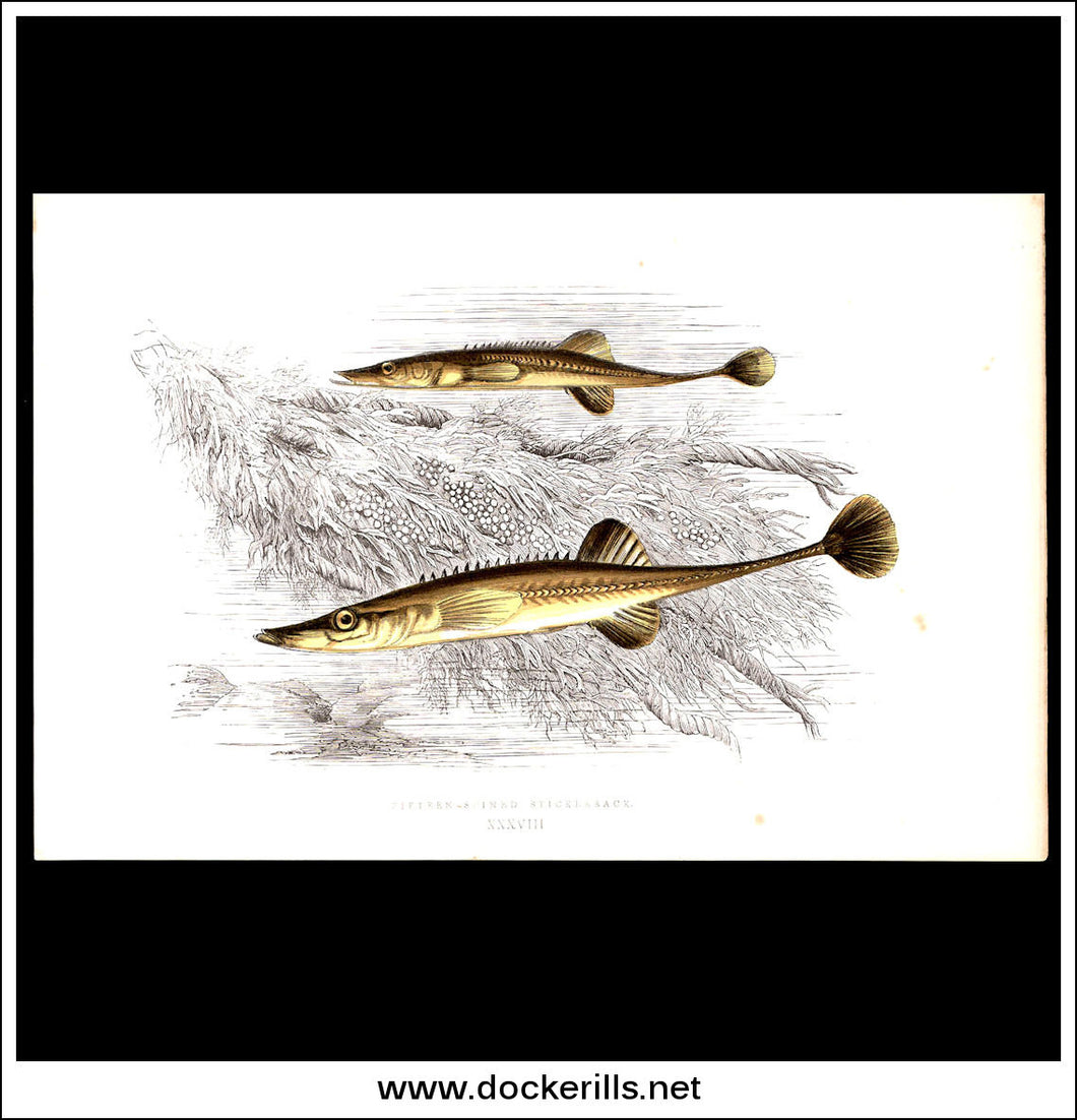 Fifteen-Spined Stickleback. Antique Print, Chromoxylograph 1877. Johnathan Couch.