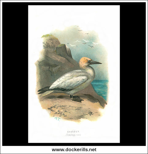 The Gannet. Antique Print, Chromolithograph c. 1890. A. Thorburn Bird Print.