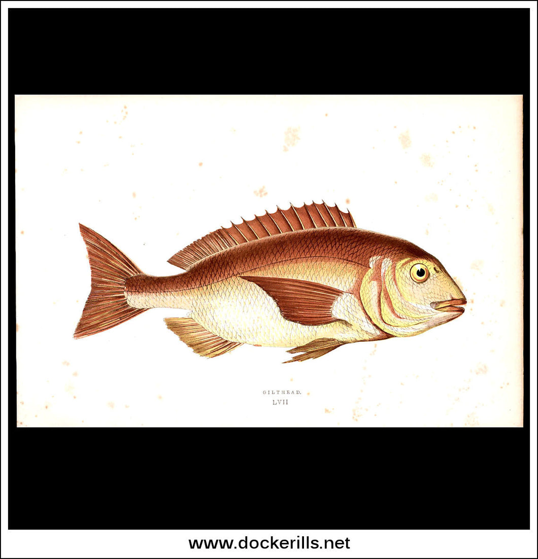 Gilthead. Antique Print, Chromoxylograph 1877. Johnathan Couch.