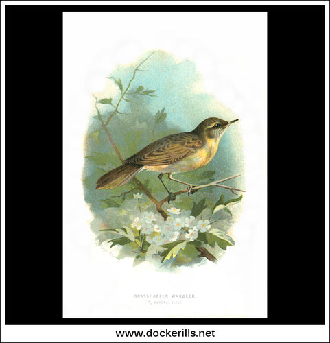 The Grasshopper Warbler. Antique Print, Chromolithograph c. 1890. A. Thorburn Bird Print.