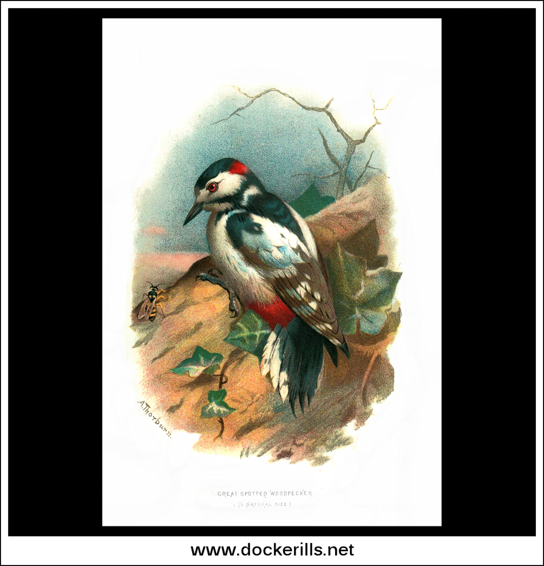 Great Spotted Woodpecker. Antique Print, Chromolithograph c. 1890. A. Thorburn Bird Print.