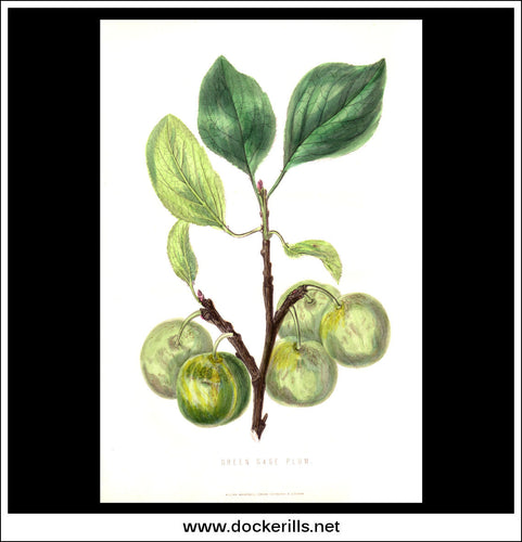 Green Gage Plum. Antique Print, Chromolithograph c. 1870's.