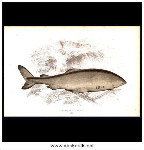 Greenland Shark. Antique Print, Chromoxylograph 1877. Johnathan Couch.