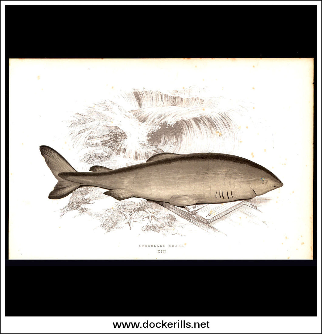 Greenland Shark. Antique Print, Chromoxylograph 1877. Johnathan Couch.