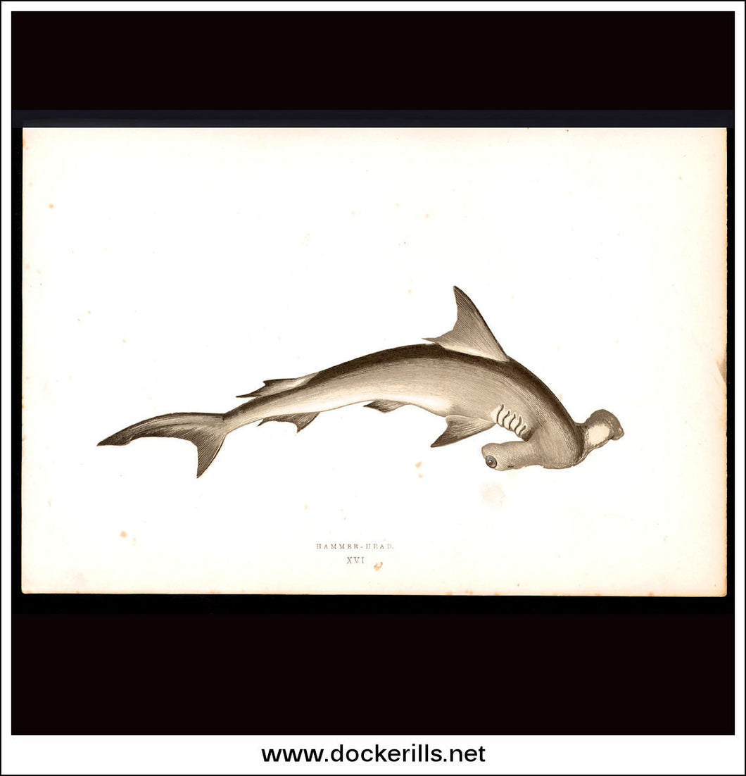 Hammer-Head Shark. Antique Print, Chromoxylograph 1877. Johnathan Couch.