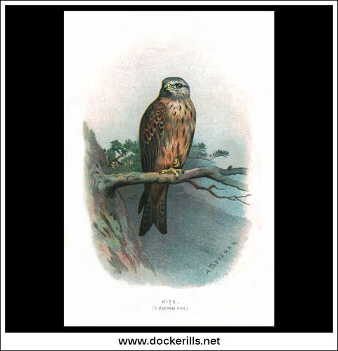 The Kite. Antique Print, Chromolithograph c. 1890. A. Thorburn Bird Print.