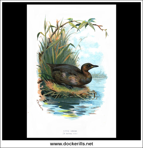 The Little Grebe. Antique Print, Chromolithograph c. 1890. A. Thorburn Bird Print.