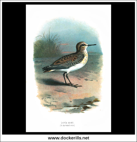 The Little Stint. Antique Print, Chromolithograph c. 1890. A. Thorburn Bird Print.