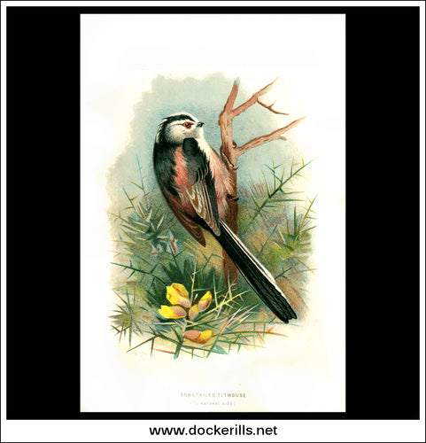 The Longtailed Titmouse. Antique Print, Chromolithograph c. 1890. A. Thorburn Bird Print.