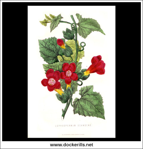 Luphospermum Scandens. Antique Print, Chromolithograph c. 1870's.