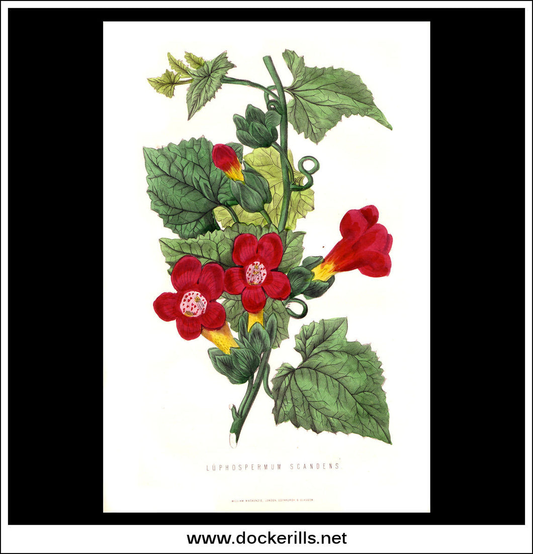 Luphospermum Scandens. Antique Print, Chromolithograph c. 1870's.