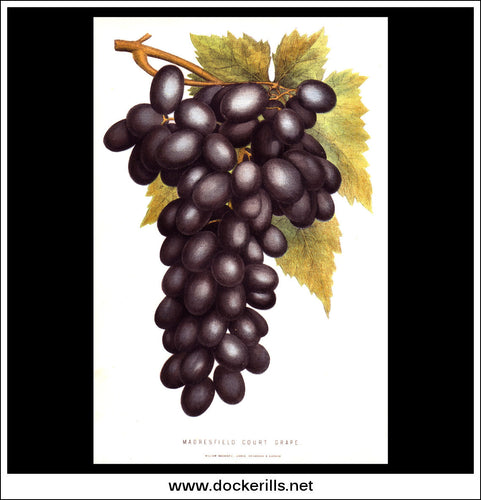 Madresfield Court Grape. Antique Print, Chromolithograph c. 1870's.