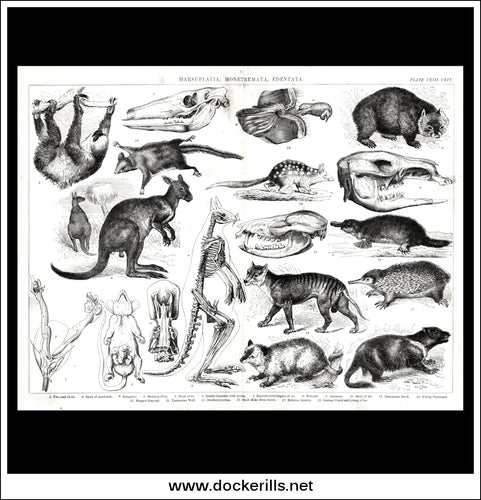 Marsupialia, Monetremata & Edentata. Antique Print, Lithograph c. 1880.