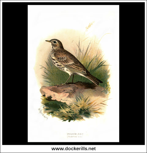 Meadow-Pipit. Antique Print, Chromolithograph c. 1890. A. Thorburn Bird Print.